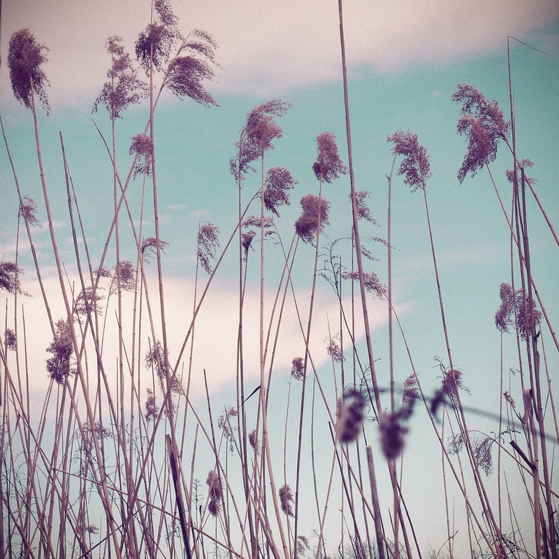 tranquil scene, grass, tree, timothy grass, plant stem, palm tree, intravedo, outdoors, sea, tranquility, plant, tropical climate, beauty in nature, 2K