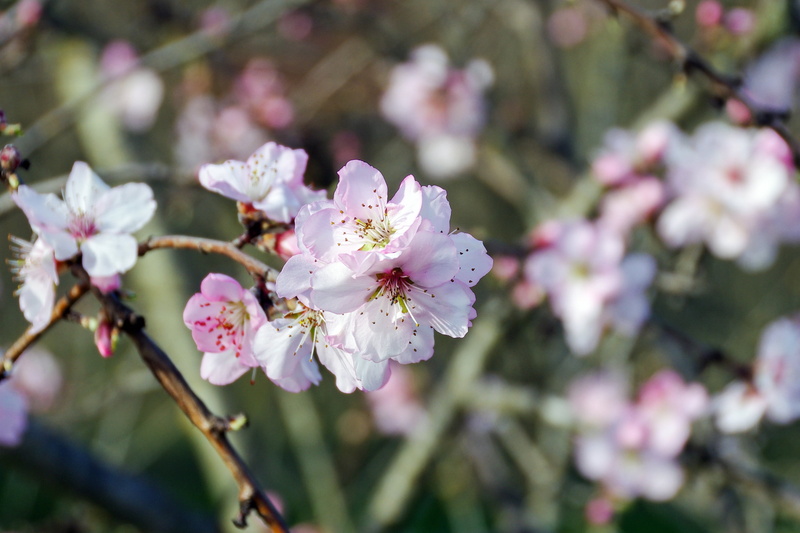 bloom, 2K, focus on foreground, plant, no people, beauty in nature, fiori di pesco, flowering plant, flower, prunus persica, tree, outdoors, fruit tree