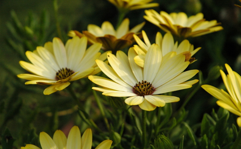 no people, vulnerability, freshness, yellow, margherite, fragility, Nature, petal, Daisy, plant, flowering plant, close-up, flower, focus on foreground