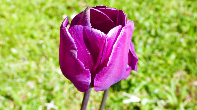 fleur, viola, no people, pink color, plant, day, purple, crocus, petal, iris, 2K, growth, nature, beauty in nature, fiore, focus on foreground, flower head