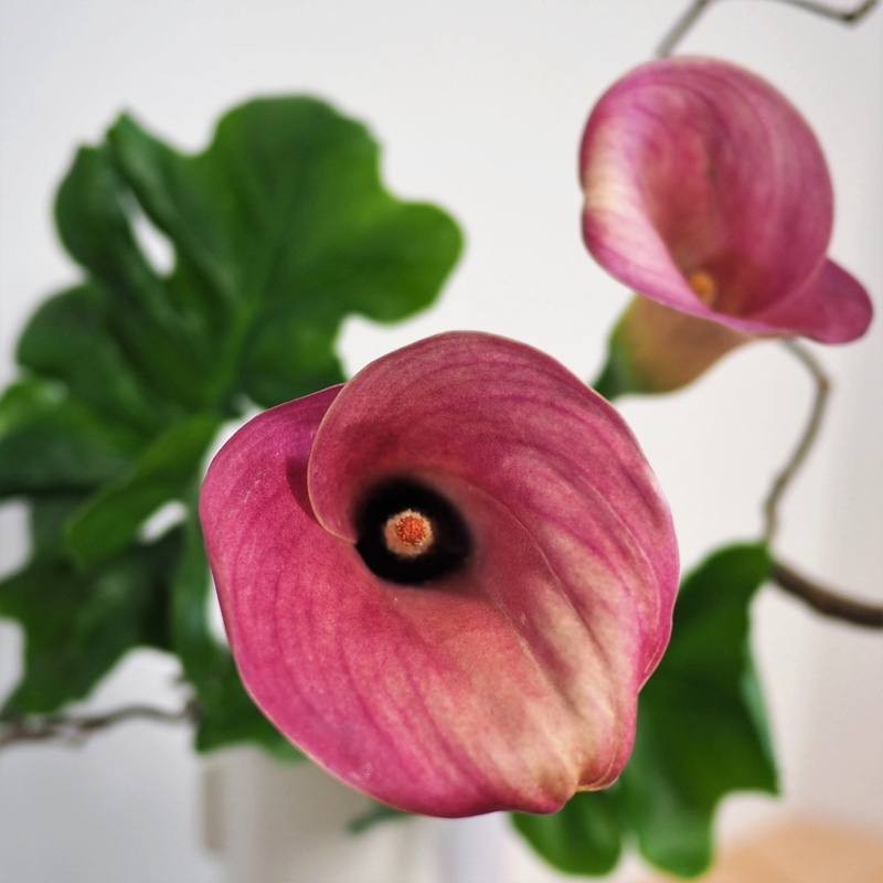 flowers, growth, freshness, fiore, fragility, fleur, purple, nature, no people, focus on foreground, flower arrangement, flowering plant, plant part, petal
