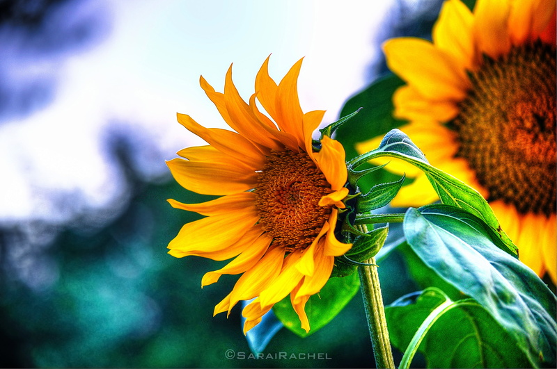Sunflower, flower, agriculture, pacific northwest, plant, nature, garden, photography, field, 4K, wildflowers, summer, nikon, giallo, Sun, yellow, fiori