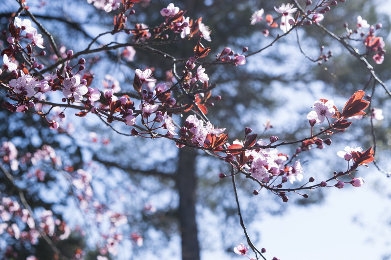 focus on foreground, landscape, cherry tree, pink color, background, fragility, springtime, growth, plum blossom, fiori di pesco, spring, nature, ielix