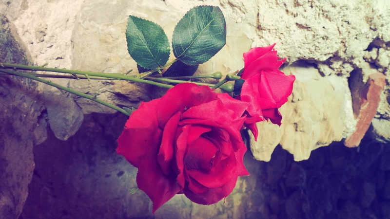 wilted plant, petal, beauty in nature, rose, voiron, flower head, 4K, fiore, nature, freshness, wall - building feature, close-up, flower, outdoors, sepal