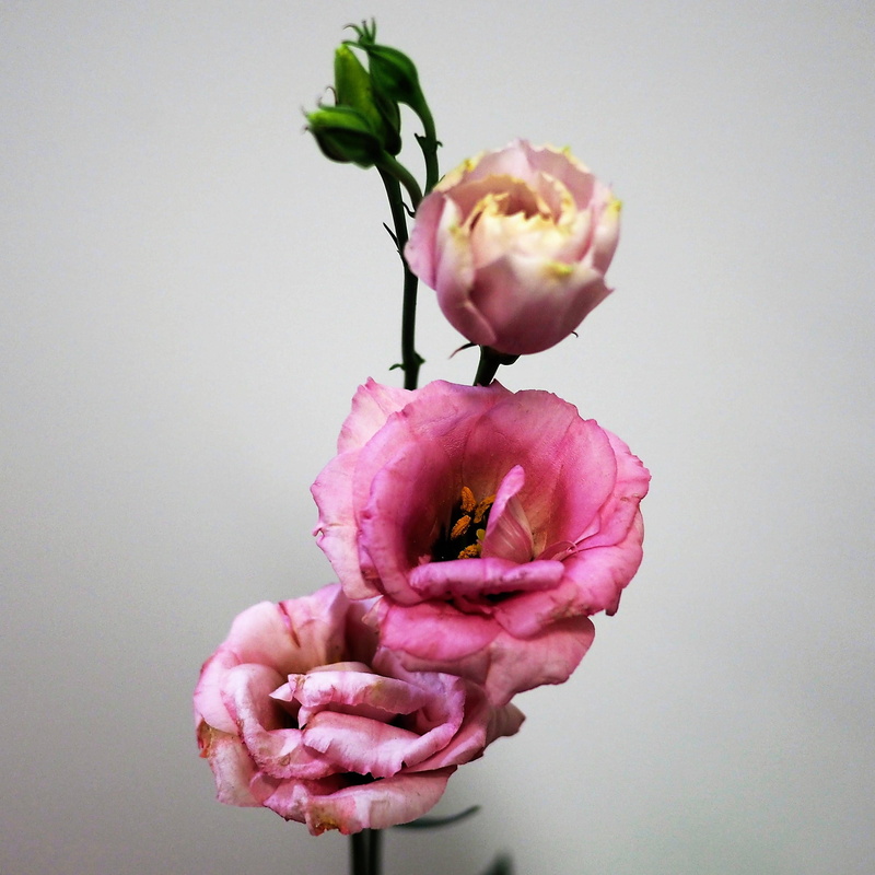 growth, beauty in nature, plant, freshness, no people, fiori, flowering plant, close-up, flower head, vulnerability, fleurs, pink color, petal, fleur, indoors