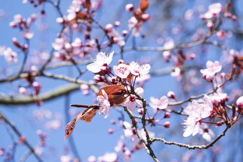 pink color, beauty in nature, close-up, fragility, freshness, petal, ielix, fiori di pesco, rosa, cherry blossom, elijah clerici, tree, spring, cherry tree