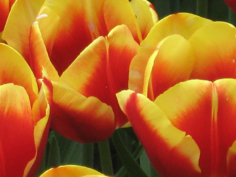 nature, 2K, giardino, fiori, Lisse, fiore, close-up, petal, Leida, netherlands, dei, Leiden, flower Head, garden, yellow, tulip, plant, Keukenhof, orange