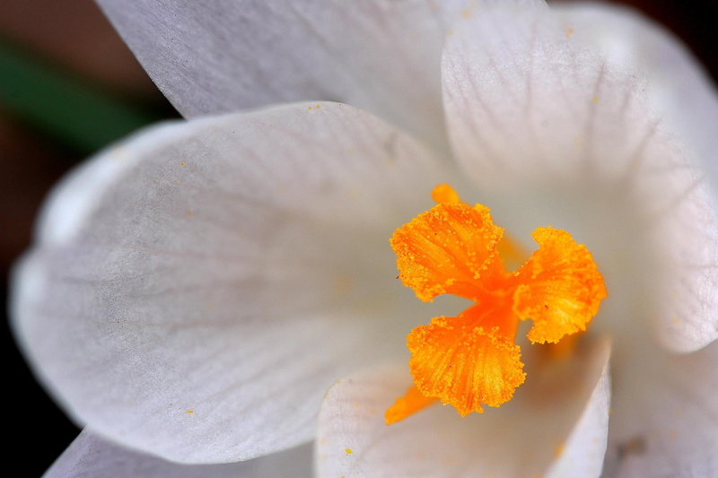 1080P, close-up, Crocus, flower Head, photography, plant, Fiori, macro, white, yellow, Canon EF, flower, flickr, f:2.8, petal, macro photography, nature
