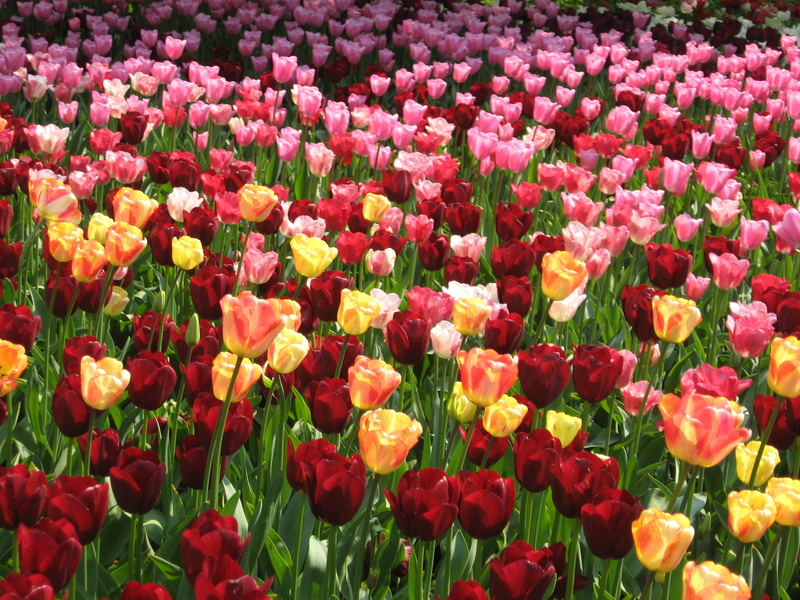 summer, red, Keukenhof, nature, beauty In Nature, netherlands, garden, Leiden, flowers, fiori, flower, outdoors, Holland, Lisse, field, Tulips, fiore, plant