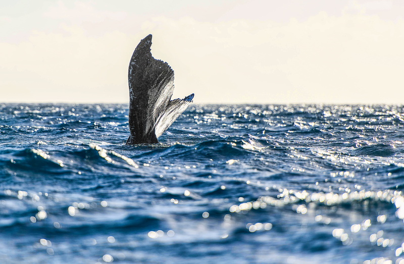 4K, animal Fin, humpback Whale, wildlife, cetacea, bottle-nosed Dolphin, gray, dolphin, whale, whales, blue, sea, tail, animal, mammal, tail Fin, nature