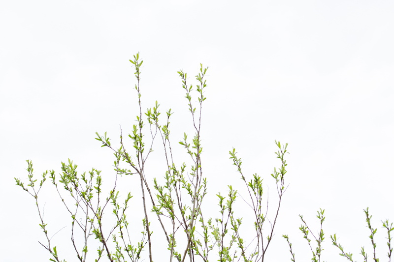 white, macro, white color, green, sky, italy, green color, close-up, minimal, trees, copy space, clear sky, day, tree, tranquility, low angle view, branch