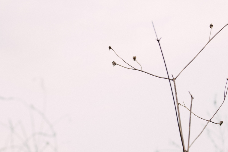 sunset, bird, focus, parco nord milano, macro, outdoors, plant, vertebrate, animals in the wild, clean, empty, tree, park, bare tree, sky, no people, low angle view