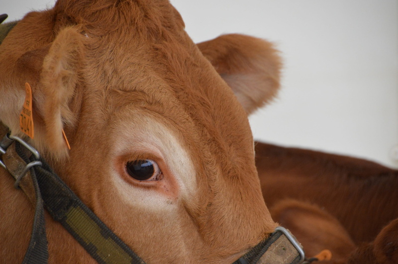 calf, 2K, focus on foreground, cattle, animal eye, vertebrate, mammal, portrait, domestic, eye, domestic animals, dairy breed, pets, nord pas-de-calais