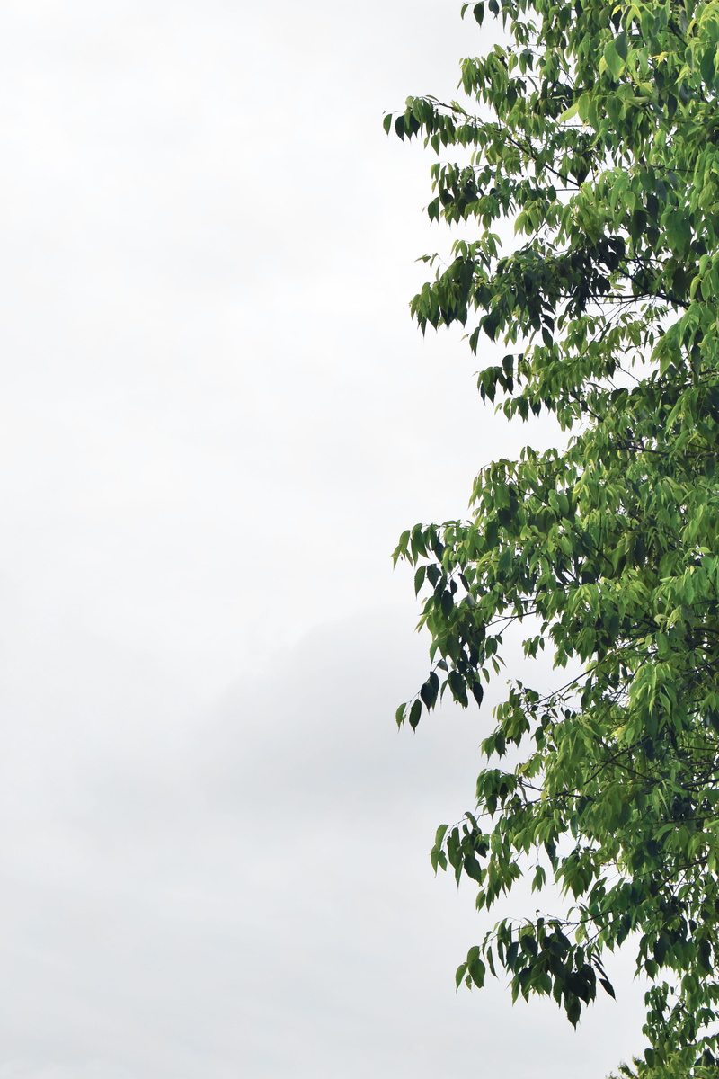 plant part, tree, green, parco nord milano, outdoors, leaf, beauty in nature, copy space, plant, tranquil scene, branch, 5K, low angle view, vertical
