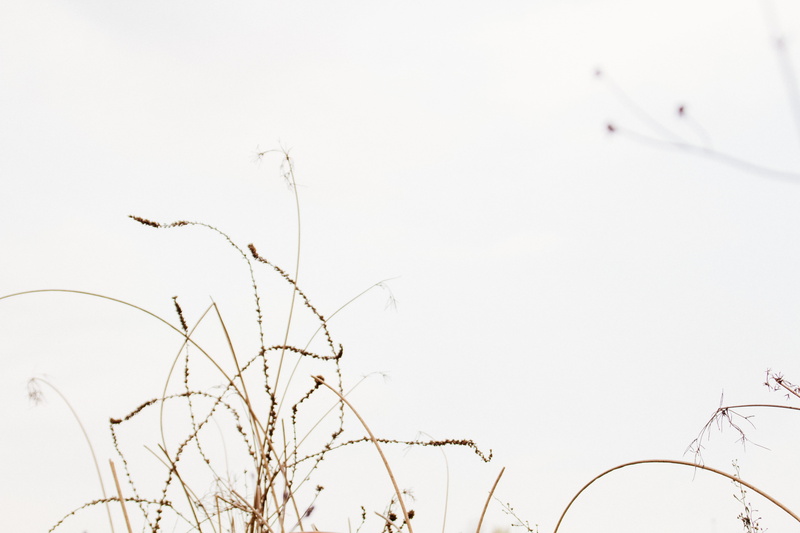 green, italy, animals in the wild, branch, minimal, focus, bird, beauty in nature, day, outdoors, dead plant, nature, white, grass, no people, clean, winter