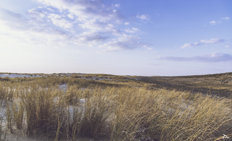 environment, plant, tranquil scene, land, outdoors, sea, la teste-de-buch, growth, landscape, sky, cloud - sky, 5K, non-urban scene, plage de la salie-nord
