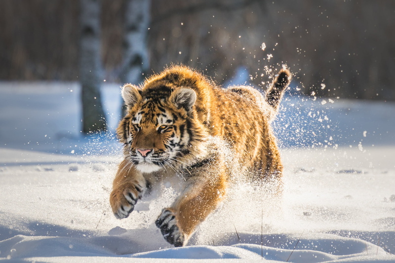 big cats, animals, winter, snow, running, 1080P, mammals, tiger