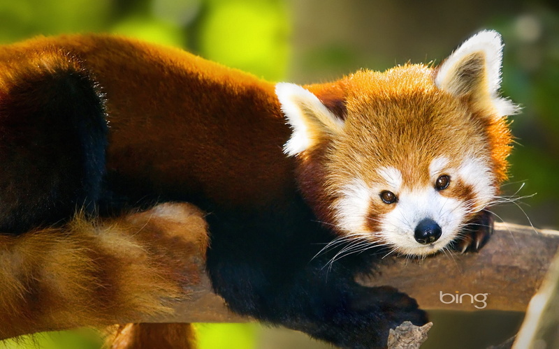 art, hd, microsoft, windows7theme, animals, bing, red, 1080P, panda, search, best, s