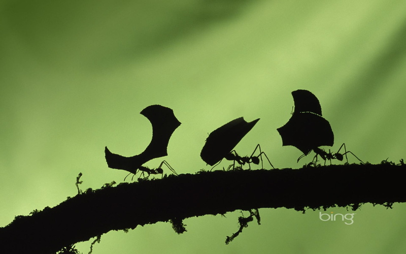 best, 1080P, bing, ants, 3d and abstract, green, windows7theme