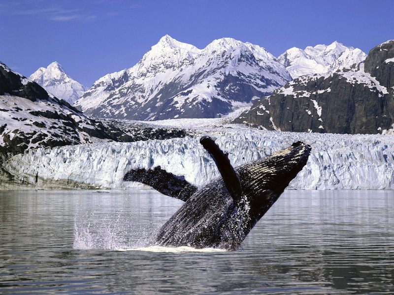 black, animal wildlife, snow, whale, one animal, beauty in nature, animals in the wild, no people, humpback, covered, animal themes, outdoors, marine, sky