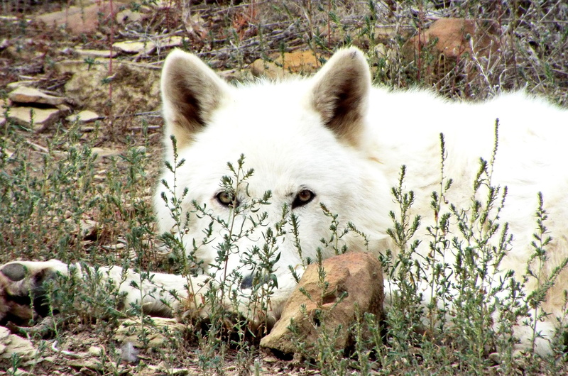 carnivore, wolves, dog, animal head, artic wolf, predator, outdoor, nature, domestic, day, no people, domestic animals, canine, 2K, animal, relaxation