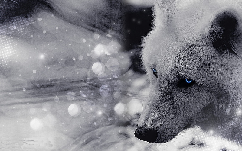 2K, wolf, Artic