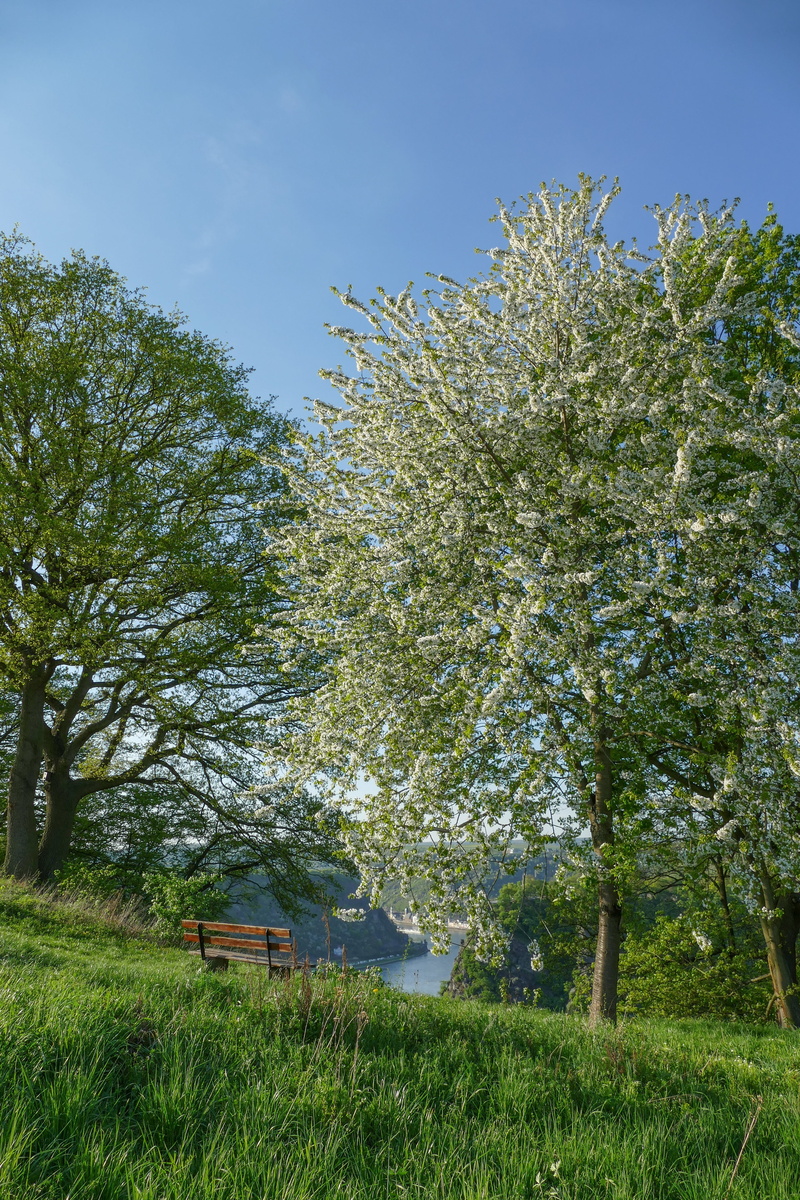 view of the rhine, scenics - nature, landscape, sunlight, green color, holiday, grass, growth, spring, green, trees, cherry blossom, branch, no people