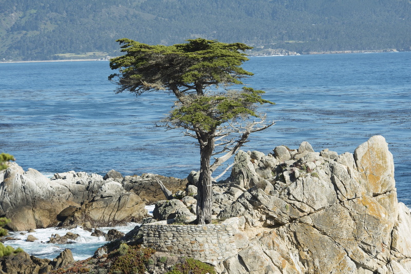 beauty in nature, lone cypress, pacific, 2K, scenic, near, outdoors, nature, tranquility, view, coast, beach, growth, plant, monterey peninsula, rock