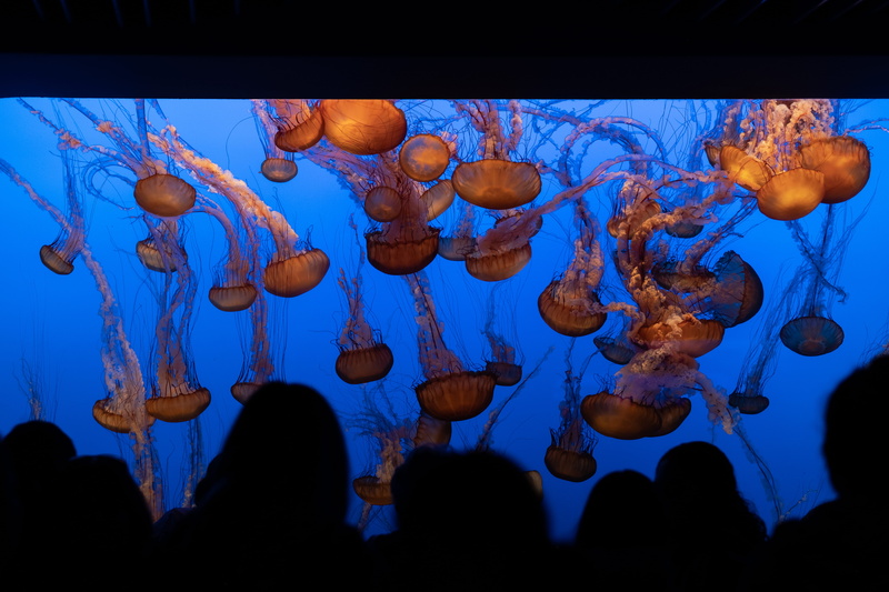 5K, sealife, transparent, water, group of animals, sea life, people, sea, life, blue, variation, hanging, jellyfish, invertebrate, ocean, united states
