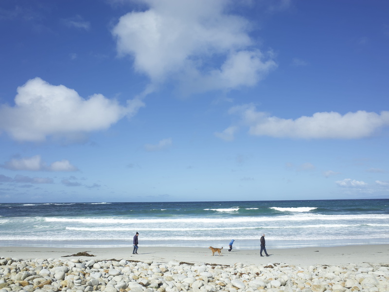 scenics - nature, water, horizon, nature, coast, ocean, beach, horizon over water, bird, wave, land, real people, monterey, shoreline, lifestyles, human