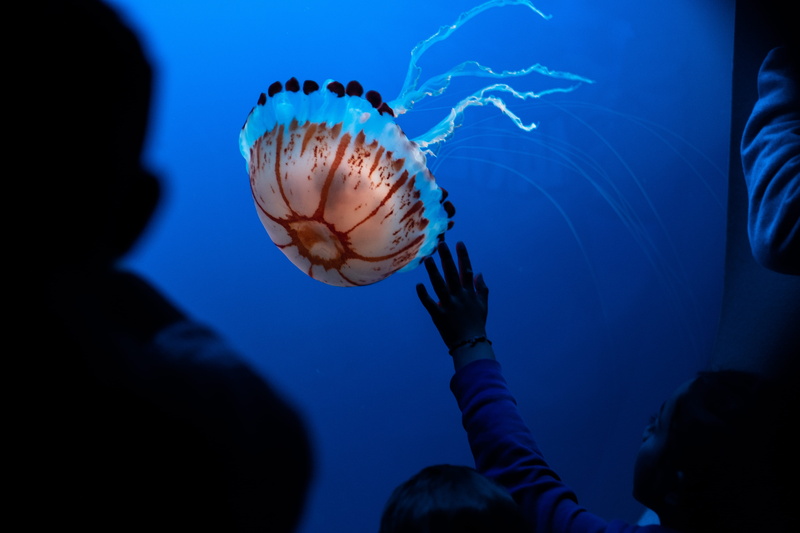 beautiful, animal themes, sea life, undersea, animal wildlife, human, 5K, catch, monterey bay aquarium, bright, wild, nature, invertebrate, marine, aquarium