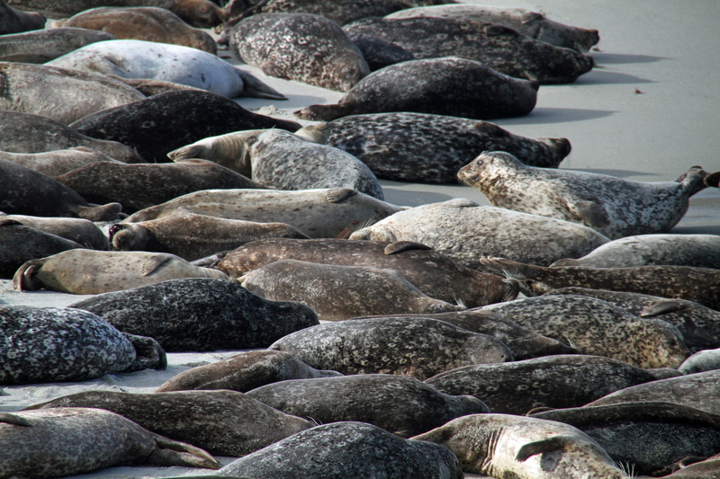 outdoors, sea lions, no people, animal, california, san diego, nature, large group of objects, sleep, shore, land, large group of animals, sea, high angle view