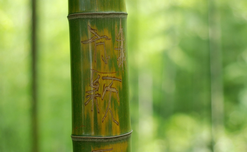 Fresh, green color, beauty in nature, Feng, tree trunk, brown, tree, text, plant, Aero, bamboo grove, close-up, green, focus on foreground, forest, 2K