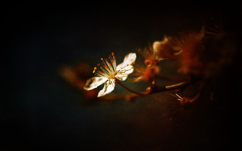 decor, 2K, black background, flower head, pollen, selective focus, freshness, growth, beauty in nature, nature, flowering plant, close-up, red, vulnerability