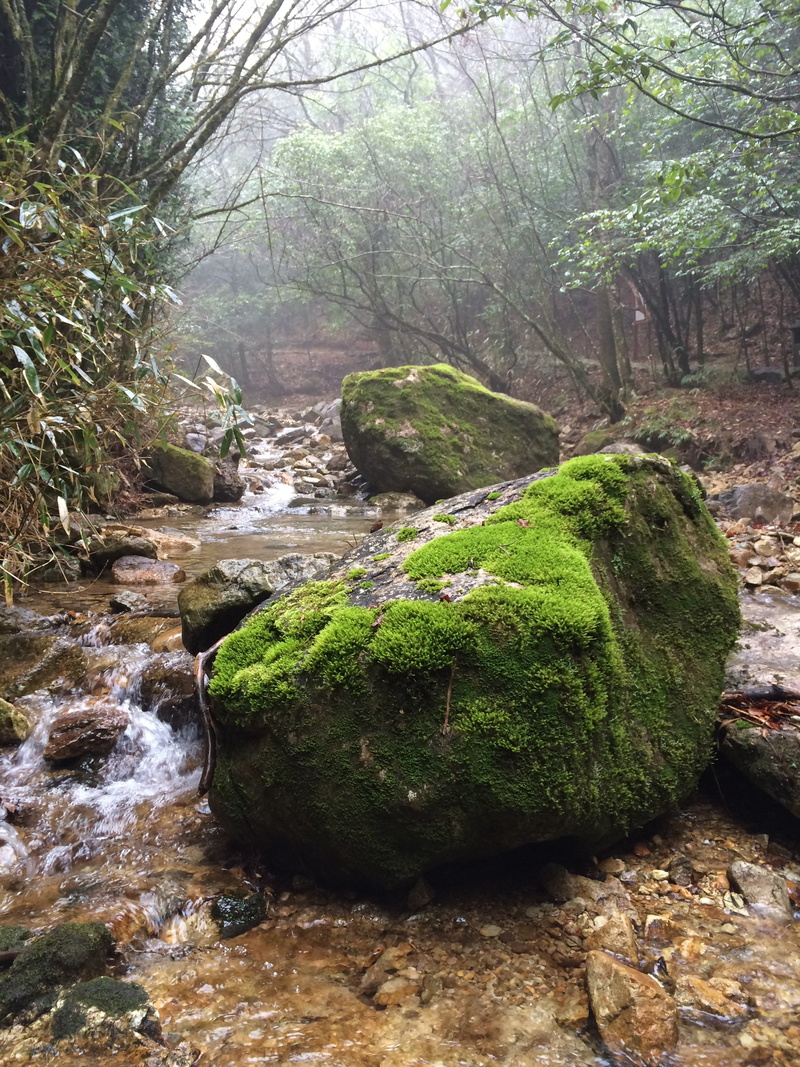 trees, stream - flowing water, growth, solid, moss, tranquility, green, scenics - nature, leaf, day, rock, landscape, plant, green color, 2K, flowing water