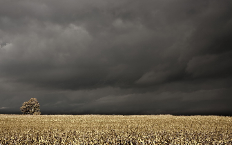 rural scene, growth, scenics - nature, tranquility, plant, tranquil scene, sheet, beauty in nature, crop, environment, black, white, storm, sky, agriculture