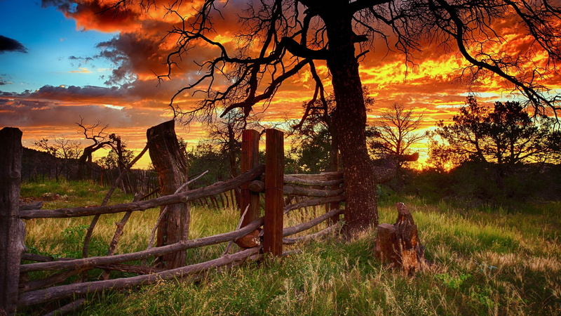 orange color, barrier, environment, wood - material, sunset, 1080P, tree, field, landscape, non-urban scene, nature, land, fence, plant, beauty in nature
