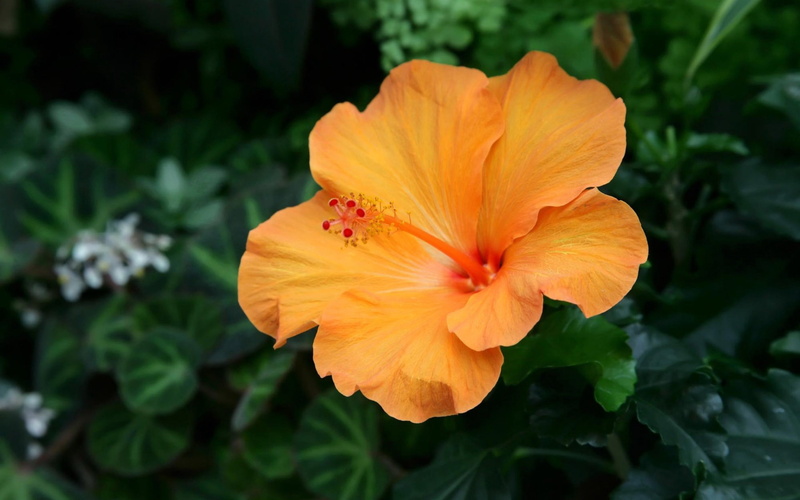 yellow, orange color, outdoors, green Color, leaf, red, multi Colored, petal, inflorescence, petals, single Flower, flower Head, 2K, plant, close-up, springtime
