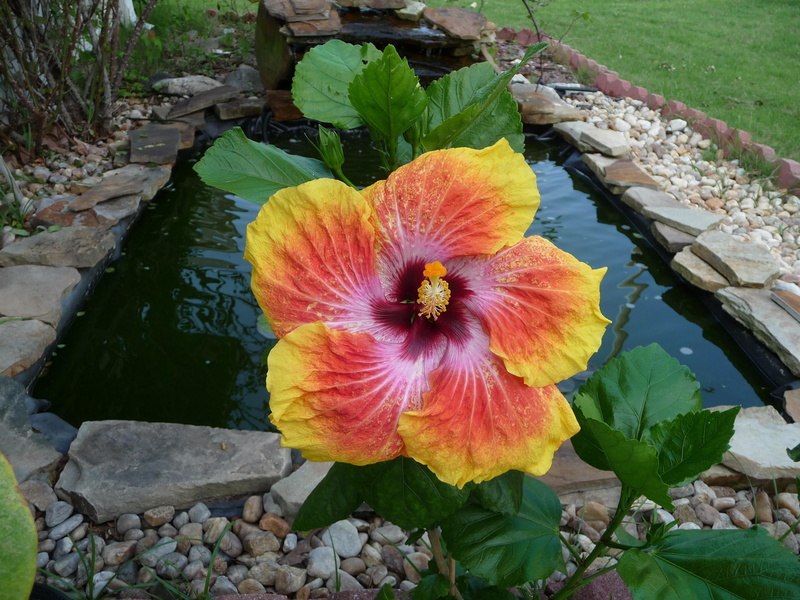 plant part, lake, flowering, flower Head, stones, water, pink Color, growth, freshness, hibiscus, inflorescence, fragility, pollen, green Color, pond, flower