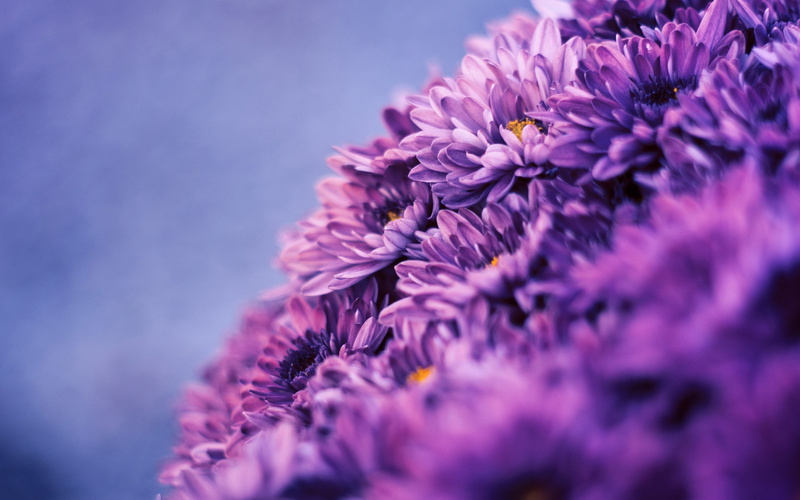 outdoors, bunch of flowers, day, purple flowers, plants, inflorescence, growth, flowers, filter, springtime, freshness, selective focus, plant, close-up