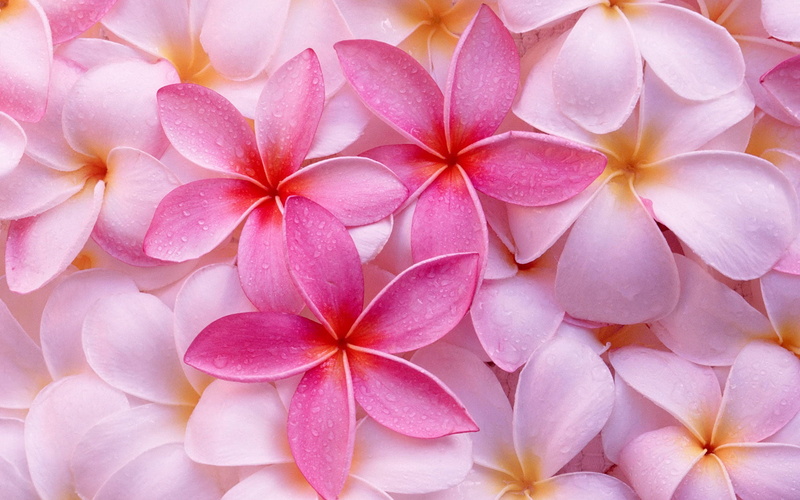 petal, 1080P, plumeria, flowers, tropical, pink