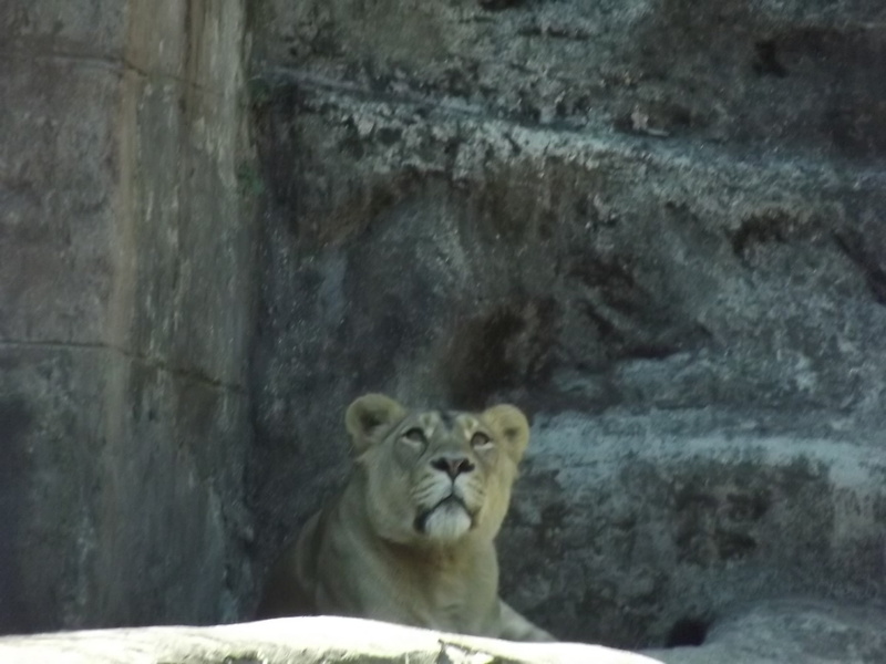 animal wildlife, zoo, looking, 1080P, lioness, big cat, whisker, animals, lion - feline, Italy, nature, outdoors, animal head, cat, relaxation, animal themes