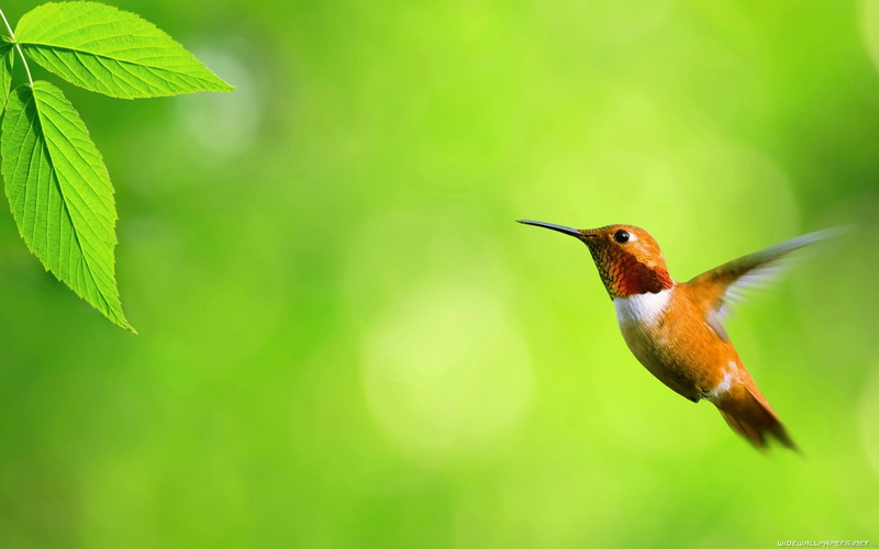 tropical, 2K, hummingbird, orange, animal, brown, flying, bird