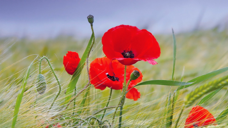 poppy, flower, flowering plant, beauty in nature, flowers, poppies, freshness, focus on foreground, growth, land, red, grass, tranquility, plant, landscape