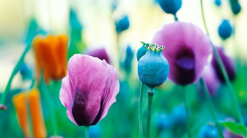 softness, beauty in nature, vulnerability, nature, botany, two, close-up, fragility, growth, flowering plant, purple, inflorescence, flower head, blossom