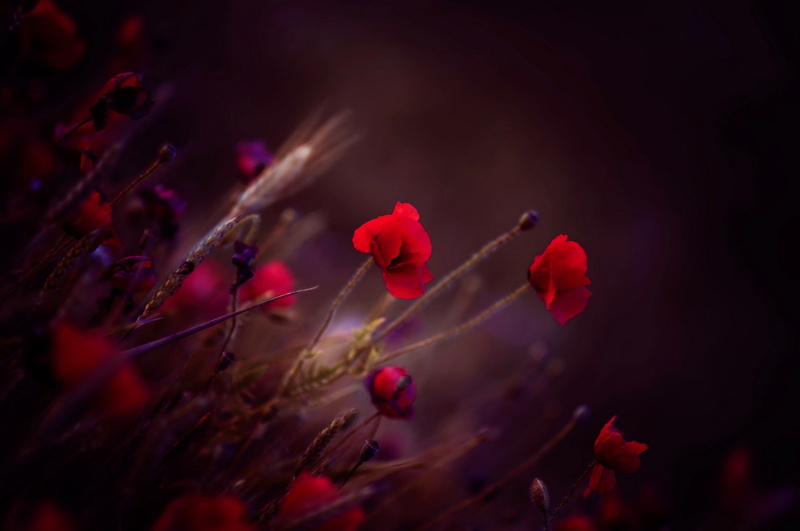 plants, 2K, poppies, flowers