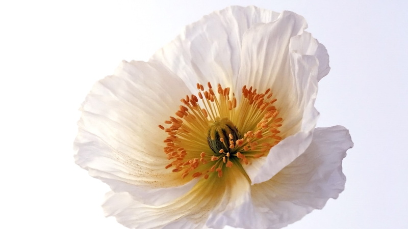 poppies, flowers, 1080P