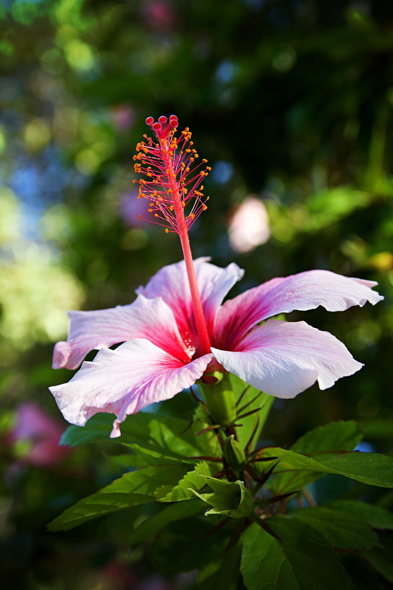wild flower, softness, beauty in nature, close-up, park, daytime, flowers, pink, red, day, flower, nature, plant part, leaf, blossom, beautiful flower