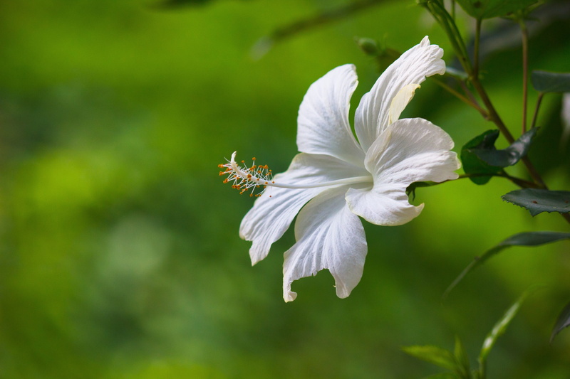 hibiscus, petal, summer, hawaii, malvaceae, green color, flora, pollen, tropical, flowering plant, tree, 5K, vulnerability, spring, selective focus, freshness