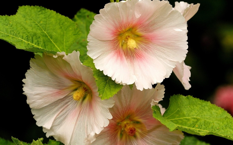 flower, flowering plant, plant, pink color, nature, 1080P, no people, plant part, flower head, mallow, petal, black background, leaf, focus on foreground